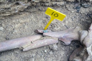 Miguel Angel Capapé-Fuencalderas-2015 (212)