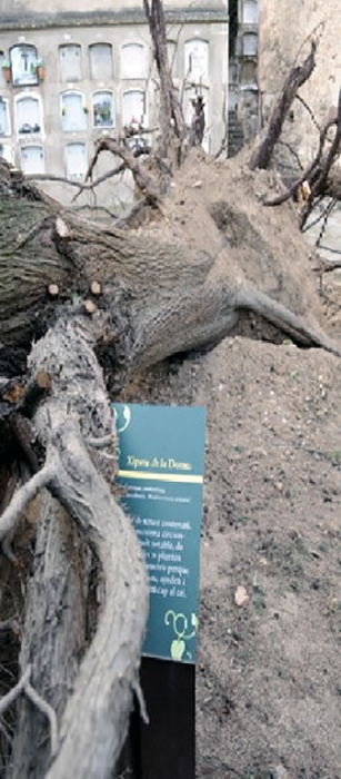 al-caer-el-cipres-quedo-a-la-vista-una-fosa-comun_146735